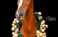 26-10 Black- of Kerstfotoshoot via de vereniging